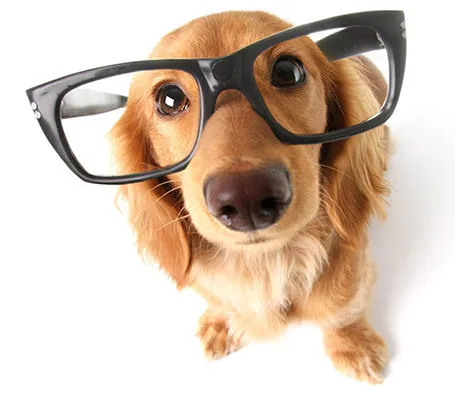 what is brain training for dogs