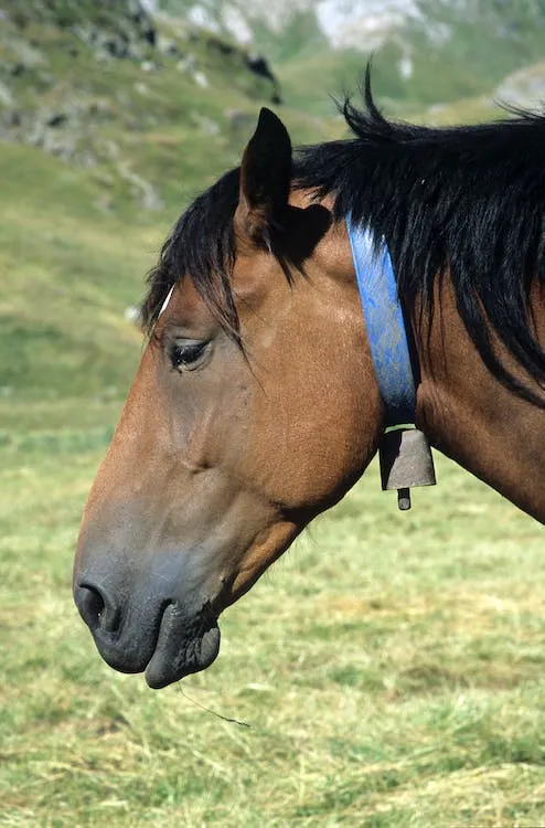 How can you Improve Your Horse's Skin?