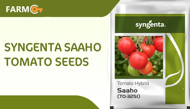 Syngenta Saaho Tomato Seeds - Everything You Need To Know